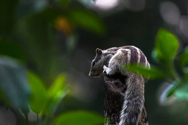 Sincaplar Sciuridae Familyasının Küçük Orta Büyüklükteki Kemirgenleri Içeren Üyeleridir Diğer — Stok fotoğraf