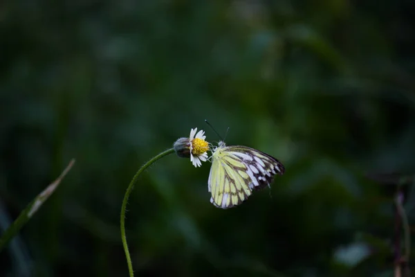 Eurema Hecabe Обыкновенная Желтая Трава Небольшой Вид Бабочек Встречающийся Азии — стоковое фото