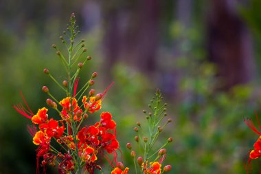  Flam-boyant (Flam-boyant, Alev Ağacı, Royal Poinciana, Delonix regia), Fabaceae familyasından bir çiçek türü.