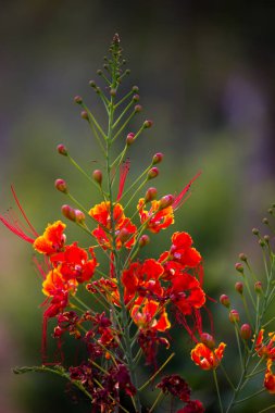  Flam-boyant (Flam-boyant, Alev Ağacı, Royal Poinciana, Delonix regia), Fabaceae familyasından bir çiçek türü.