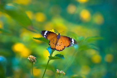  Sade kaplan kelebeğinin resmi ya da baharda çiçek bitkilerinin üzerinde dinlenen Danaus chrysippus olarak da bilinir.