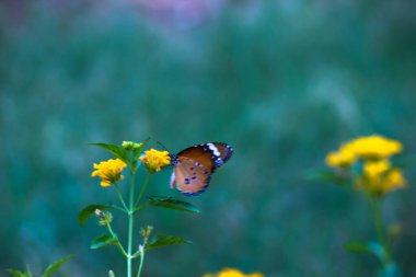  Sade kaplan kelebeğinin resmi ya da baharda çiçek bitkilerinin üzerinde dinlenen Danaus chrysippus olarak da bilinir.