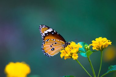  Sade kaplan kelebeğinin resmi ya da baharda çiçek bitkilerinin üzerinde dinlenen Danaus chrysippus olarak da bilinir.