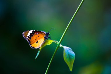 Image of plain tiger butterfly or also know as Danaus chrysippus on the flower plants during springtime clipart