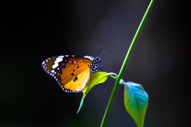 Sade kaplan kelebeğinin resmi ya da baharda çiçek bitkilerindeki Danaus chrysippus olarak da bilinir.