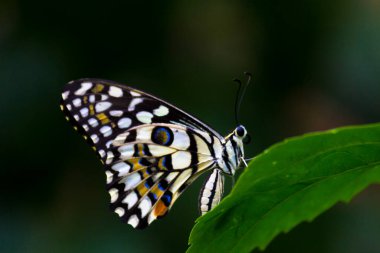  Papilio demoleus 'un Makro resmi yaygın bir limon kelebeği ve kırlangıç kuyruğudur. Aynı zamanda limon kelebeği olarak da bilinir ve bahar mevsiminde çiçek bitkilerinin üzerinde dinlenen kırlangıç kuyruğu olarak da bilinir.