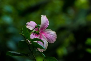 Hibiscus çiçeği olarak da bilinir, halk arasında 
