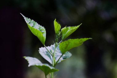  Tropikal yağmur ormanları yaprak bitkileri (eğreltiotu, yeşil yapraklar, fildişi ve tropik bitki yaprakları) yumuşak arka planda tropikal bahçede, yeşil çeşitlendirilmiş yaprak desenli orman arka planında. fotosentez ve sapı, çekim sistemi