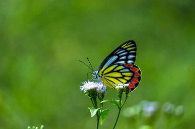 Delias Eucharis, sıradan Jezebel çiçekleri üzerinde dinlenen orta büyüklükte bir kelebektir. 