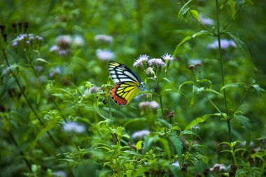 Delias Eucharis, sıradan Jezebel çiçekleri üzerinde dinlenen orta büyüklükte bir kelebektir. 