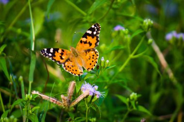 Sade kaplan kelebeğinin resmi ya da baharda çiçek bitkilerindeki Danaus chrysippus olarak da bilinir.