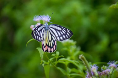 Delias Eucharis, sıradan Jezebel çiçekleri üzerinde dinlenen orta büyüklükte bir kelebektir. 