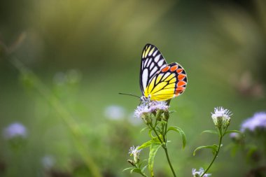  Delias Eucharis, sıradan Jezebel çiçekleri üzerinde dinlenen orta büyüklükte bir kelebektir. 