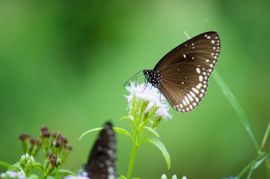 Euploea çekirdeği, çiçek bitkisinin üzerine tünemiş karga kelebeği güzel yeşil bir arka planı vardı. 