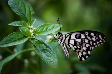 Papilio demoleus 'un Makro resmi yaygın bir limon kelebeği ve kırlangıç kuyruğudur. Aynı zamanda limon kelebeği olarak da bilinir ve bahar mevsiminde çiçek bitkilerinin üzerinde dinlenen kırlangıç kuyruğu olarak da bilinir.