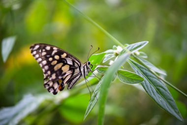 Papilio demoleus 'un Makro resmi yaygın bir limon kelebeği ve kırlangıç kuyruğudur. Aynı zamanda limon kelebeği olarak da bilinir ve bahar mevsiminde çiçek bitkilerinin üzerinde dinlenen kırlangıç kuyruğu olarak da bilinir.