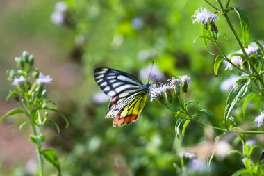  Delias Eucharis, sıradan Jezebel çiçekleri üzerinde dinlenen orta büyüklükte bir kelebektir. 