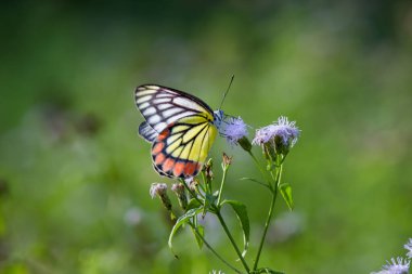  Delias Eucharis, sıradan Jezebel çiçekleri üzerinde dinlenen orta büyüklükte bir kelebektir. 