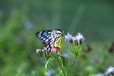  Delias Eucharis, sıradan Jezebel çiçekleri üzerinde dinlenen orta büyüklükte bir kelebektir. 