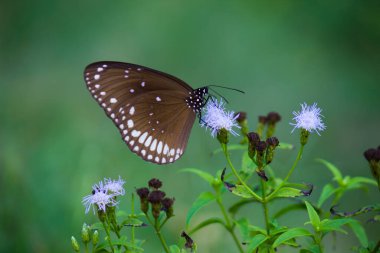 Euploea çekirdeği, çiçek bitkisinin üzerine tünemiş karga kelebeği güzel yeşil bir arka planı vardı. 