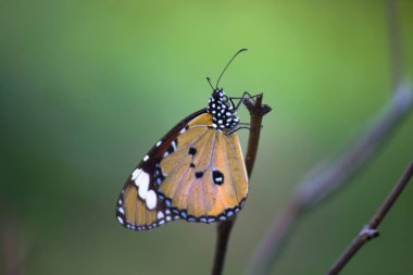 Sade kaplan kelebeğinin resmi ya da baharda çiçek bitkilerindeki Danaus chrysippus olarak da bilinir.