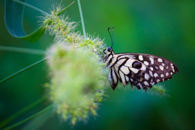 Papilio demoleus 'un Makro resmi yaygın bir limon kelebeği ve kırlangıç kuyruğudur. Aynı zamanda limon kelebeği olarak da bilinir ve bahar mevsiminde çiçek bitkilerinin üzerinde dinlenen kırlangıç kuyruğu olarak da bilinir.