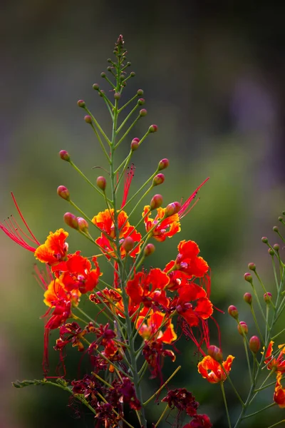 Flam Boyant Flame Tree Royal Poincana Delonix Regiaは 豆科の植物で 明るい橙色の花種です — ストック写真