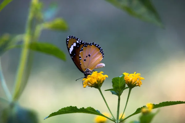 Image Papillon Tigre Ordinaire Aussi Connu Sous Nom Danaus Chrysippus — Photo