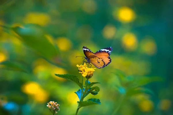 Образ Простой Тигровой Бабочки Известен Danaus Chrysippus Покоящийся Цветочных Растениях — стоковое фото