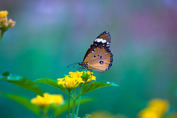 Imagen Mariposa Tigre Llano También Conocido Como Danaus Chrysippus Descansando — Foto de Stock