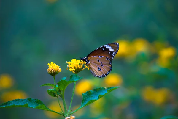 Imagem Borboleta Tigre Simples Também Conhecido Como Danaus Crisálipo Descansando — Fotografia de Stock