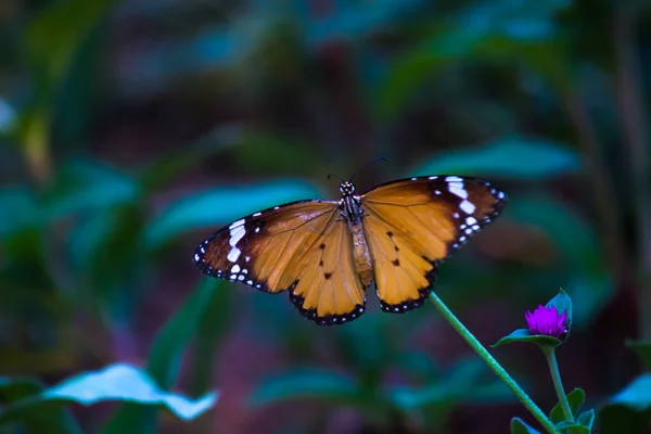 Imagem Borboleta Tigre Simples Também Conhecido Como Danaus Crisálipo Descansando — Fotografia de Stock