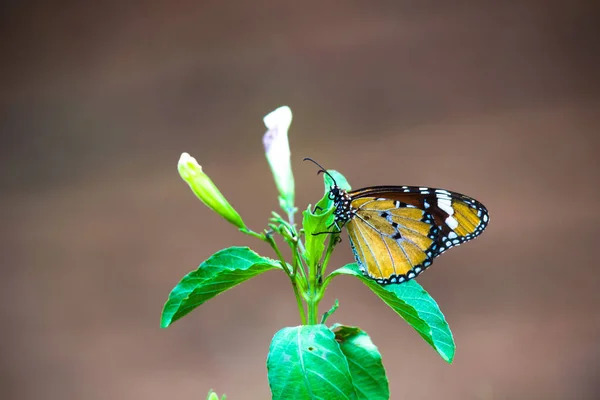 Зображення Звичайної Тигрової Метелики Або Знати Дана Хрисіппп Спирається Квіткові — стокове фото