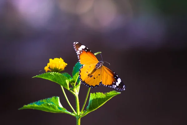 Image Plain Tiger Butterfly Also Know Danaus Chrysippus Resting Flower — Stock Photo, Image