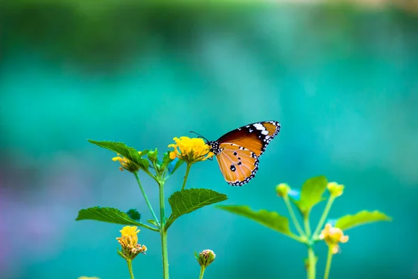 春天里 在花草上栖息着一只普通的虎蝴蝶 也被称为达瑙斯菊花 — 图库照片