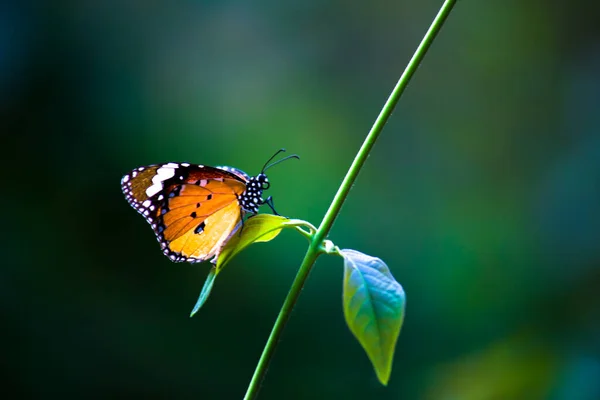 Image Plain Tiger Butterfly Also Know Danaus Chrysippus Flower Plants — Stock Photo, Image