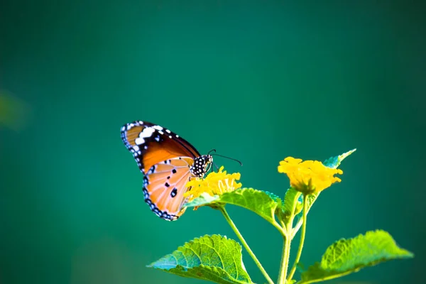 Image Plain Tiger Butterfly Also Know Danaus Chrysippus Flower Plants — Stock Photo, Image