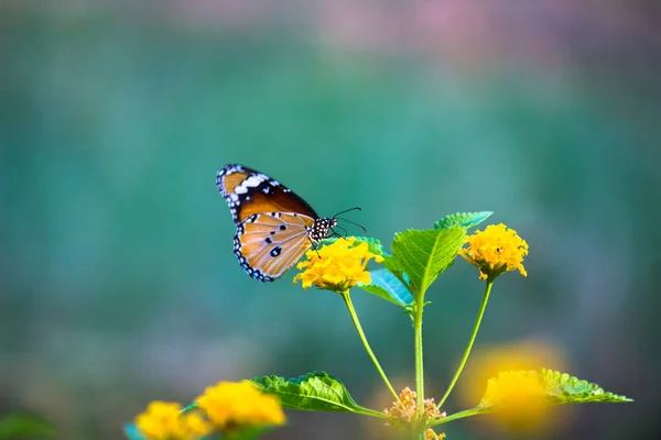 Imagen Mariposa Tigre Llano También Conocido Como Danaus Chrysippus Las — Foto de Stock