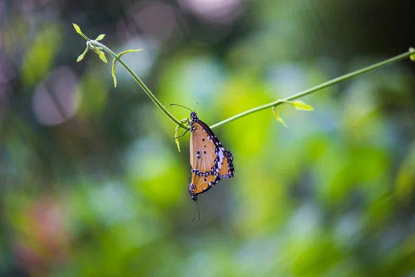 Imagen Mariposa Tigre Llano También Conocido Como Danaus Chrysippus Las — Foto de Stock