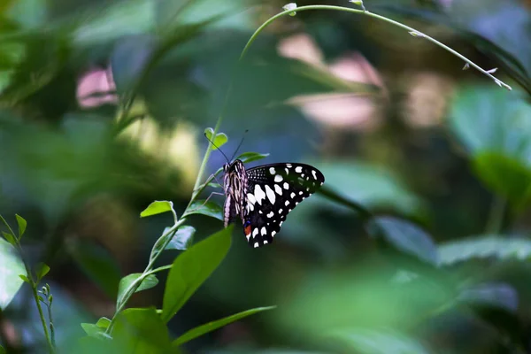 Makro Obrázek Papilio Demoleus Běžný Citrónový Motýl Široce Rozšířený Vlaštovčí — Stock fotografie