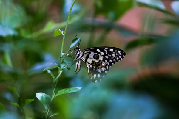 Макропортрет Papilio Demoleus Обыкновенная Бабочка Широко Распространенная Ласточка Известен Лимонная — стоковое фото