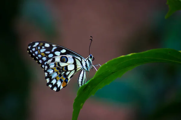 Imagen Macro Papilio Demoleus Una Mariposa Común Lima Cola Golondrina — Foto de Stock