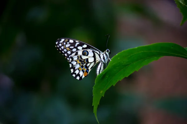 Makro Obrázek Papilio Demoleus Běžný Citrónový Motýl Široce Rozšířený Vlaštovčí — Stock fotografie