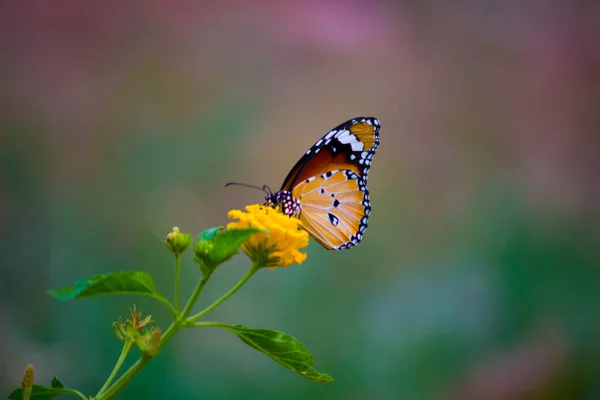 Image Plain Tiger Butterfly Also Know Danaus Chrysippus Flower Plants — Stock Photo, Image