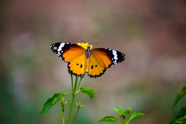 Immagine Una Semplice Farfalla Tigre Anche Conosciuta Come Danaus Chrysippus — Foto Stock