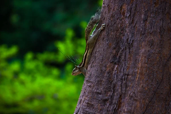 다람쥐 설치류 크라고 도알려져 동물은 나무줄기에 부드럽고 아름다운 배경을 지니고 — 스톡 사진
