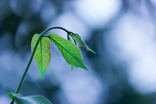 Τροπικά Δάση Φυλλώματα Φυτά Θάμνοι Φτέρες Πράσινα Φύλλα Philodendrons Και — Φωτογραφία Αρχείου
