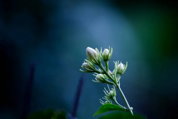 热带热带雨林树叶植物灌木 副林和热带植物叶子 背景柔软 叶型为绿色 叶型多样 光合作用和茎 芽系统 — 图库照片