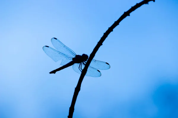 Libélula Posada Sobre Tallo Una Hermosa Naturaleza Cielo Fondo — Foto de Stock