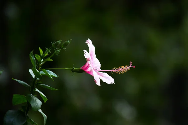 Flor Hibisco También Conocida Como Flor Del Zapato Coloquialmente Malvaceae — Foto de Stock